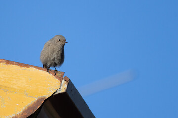 Codirosso spazzacamino, Phoenicurus ochruros, nel giardino di casa.