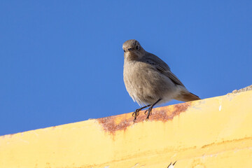 Codirosso spazzacamino, Phoenicurus ochruros, nel giardino di casa.