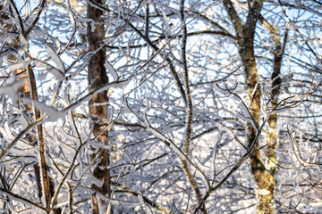 Fine Snow Clings to The Branches of Trees