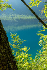 Green Leaves Frame And Reflect In The Clear Blue Waters Of Bowman Lake