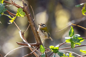 Fiorrancino, Regulus ignicapilla, su ramo in inverno.