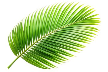 Obraz premium Isolated palm leaf PNG, ideal for summer clipart, offering high-resolution detail for digital projects.