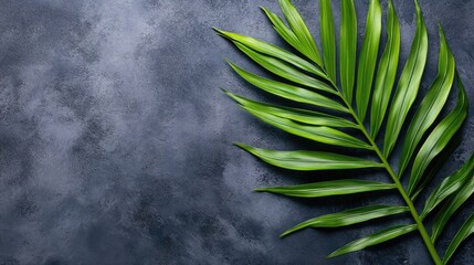 Vibrant green palm frond rests against a charcoal grey background, creating a striking contrast and offering abundant empty copy space for design elements or text.