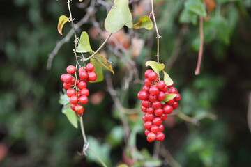 Smilax aspera is a perennial, evergreen climber with a flexible and delicate stem, with sharp thorns	