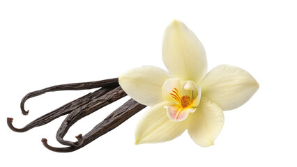 Vanilla Flower and Beans isolated.