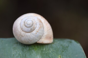 close up of a snail in nature
