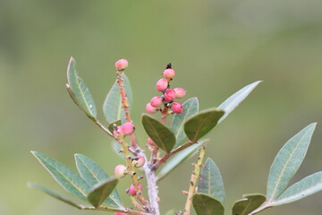 Obraz premium Pistacia lentiscus is a dioecious evergreen shrub or small tree of the genus Pistacia native to the Mediterranean Basin