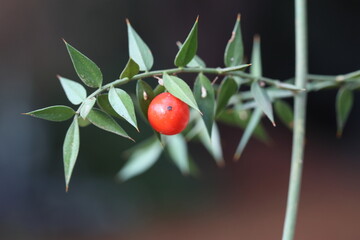 Branch of buther's broom (ruscus aculeatus) with red berry