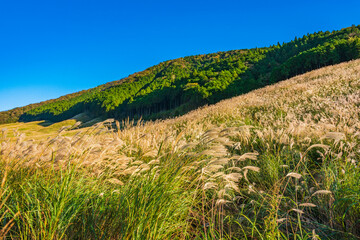 Sengokuhara Pampas Grass Field - Hakone