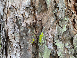 Bark pattern is seamless texture from tree. For background wood work, Bark of brown hardwood, thick bark hardwood, residential house wood. nature, trunk, tree, bark, hardwood, trunk, tree, trunk