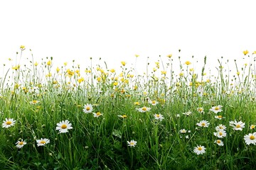 Fototapeta premium Lush green meadow with daisies and yellow wildflowers isolated on white background.