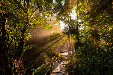Golden sunlight streams through a dense forest canopy, casting dramatic rays over a misty trail....