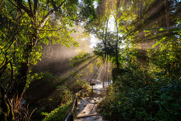 Naklejka premium Golden sunlight streams through a dense forest canopy, casting dramatic rays over a misty trail. The tranquil scene captures the serene beauty of nature illuminated by warm light.