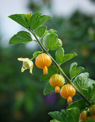 Ripe Green Gooseberries on Branch, Sunlight, Summer, Garden, Nature