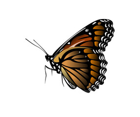 butterfly, insect, monarch, nature, flower, orange, garden, wings, macro, wing, summer, colorful, animal, black, fly, close-up, bug, beauty, isolated, wildlife, white, beautiful, spring, delicate, ant