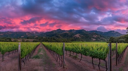 Fototapeta premium Vineyard Sunset Dramatic Sky Mountain View