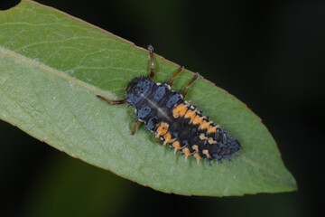 Marienkäfer,  Asiatischer,  Harmonia axyridis