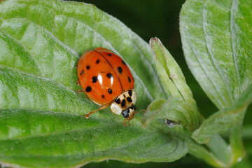 Marienkäfer,  Asiatischer,  Harmonia axyridis