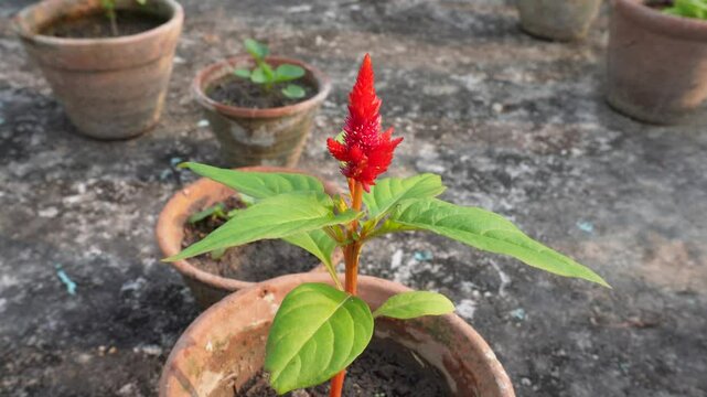 Celosia Argentea Colorful Grass Flowers Plantation in a pot