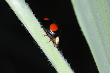 Marienkäfer,  Asiatischer,  Harmonia axyridis