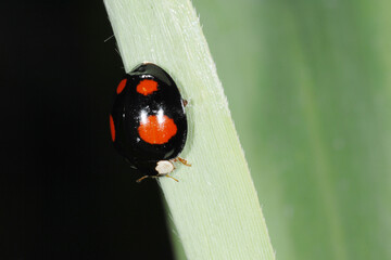 Marienkäfer,  Asiatischer,  Harmonia axyridis