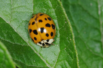 Marienkäfer,  Asiatischer,  Harmonia axyridis