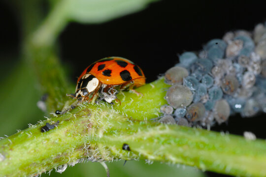 Marienk&auml;fer,  Asiatischer,  Harmonia axyridis