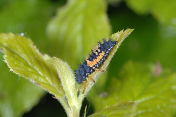 Marienkäfer,  Asiatischer,  Harmonia axyridis
