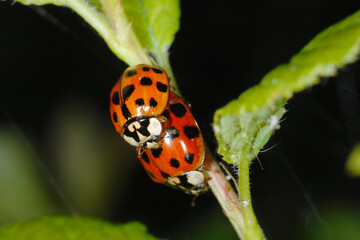 Marienkäfer,  Asiatischer,  Harmonia axyridis