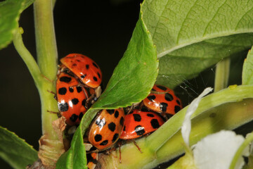 Marienkäfer,  Asiatischer,  Harmonia axyridis