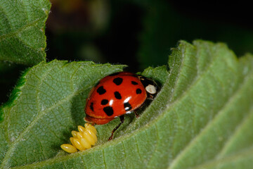 Marienkäfer,  Asiatischer,  Harmonia axyridis