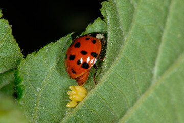 Marienkäfer,  Asiatischer,  Harmonia axyridis