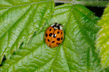 Marienkäfer,  Asiatischer,  Harmonia axyridis