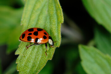Marienkäfer,  Asiatischer,  Harmonia axyridis