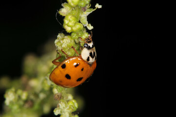 Marienkäfer,  Asiatischer,  Harmonia axyridis