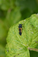 Marienkäfer,  Asiatischer,  Harmonia axyridis