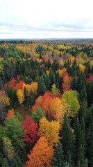 Aerial View Of Autumnal Forest Showing Vivid Fall Colors