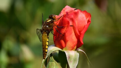 Libelle-2 © Heino Flathmann