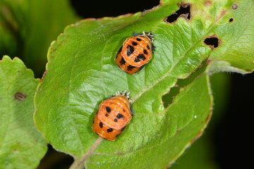Marienkäfer,  Asiatischer,  Harmonia axyridis