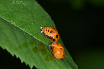 Marienkäfer,  Asiatischer,  Harmonia axyridis