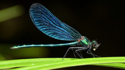 Libelle-3 © Heino Flathmann