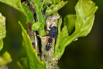 Marienkäfer,  Asiatischer,  Harmonia axyridis