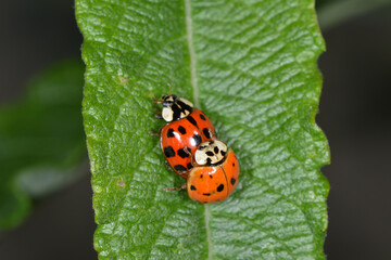 Marienkäfer,  Asiatischer,  Harmonia axyridis