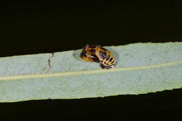 Marienkäfer,  Asiatischer,  Harmonia axyridis