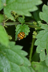 Marienkäfer,  Asiatischer,  Harmonia axyridis