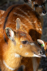 Sitatunga Antelope (Tragelaphus spekii) - Found in African swamps; photographed in a wildlife reserve.