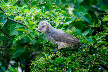 枝にとまるヒヨドリ