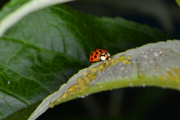 Marienkäfer,  Asiatischer,  Harmonia axyridis