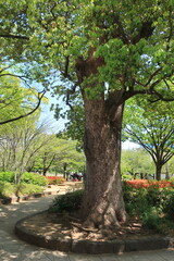 Obraz premium 東京都日本橋浜町公園の風景 都市風景