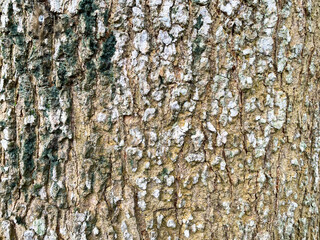 Bark pattern is seamless texture from tree. For background wood work, Bark of brown hardwood, thick bark hardwood, residential house wood. nature, trunk, tree, bark, hardwood, trunk, tree, trunk